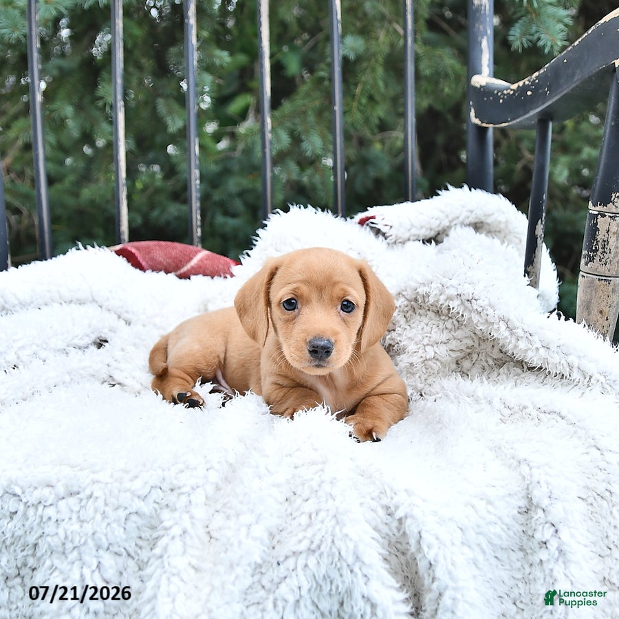 Miniature Dachshund dogs Kylie - Ad 1