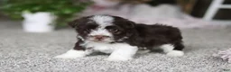 Havanese dogs for sale: Cole  - Ad 4