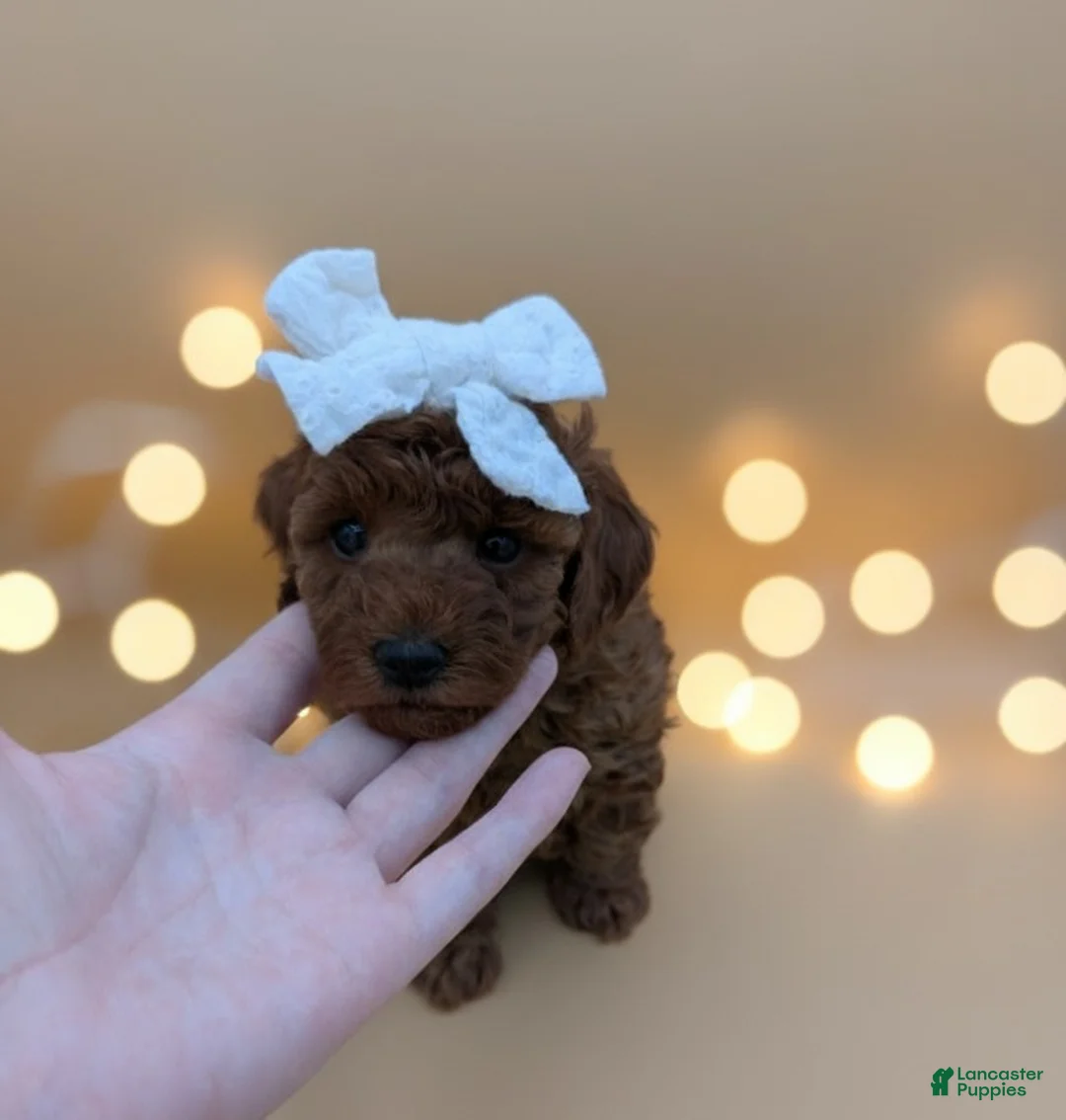 Toy Poodle dogs for sale: Olivia 🤍 - Ad 15