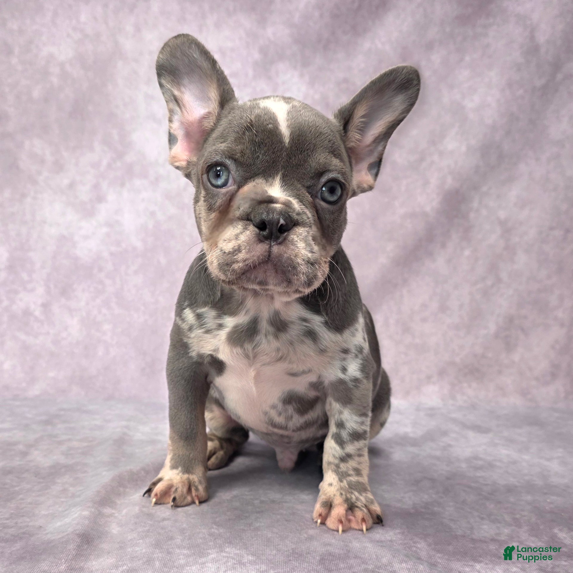 French Bulldog dogs Logan - Ad 22
