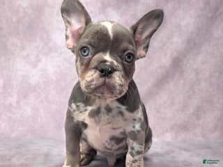 French Bulldog dogs Logan - Ad 36
