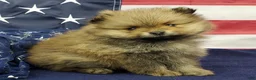 Pomeranian dogs for sale: Jax - Ad 4