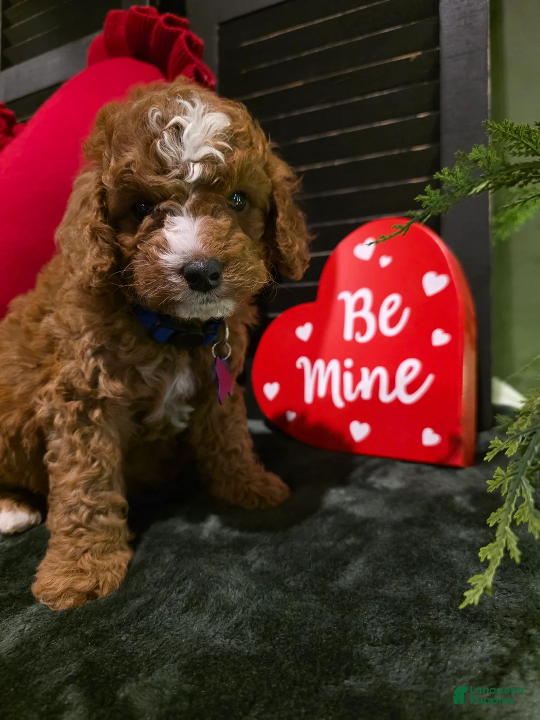 Mini Bernedoodle dogs for sale: Bluey  - Ad 3
