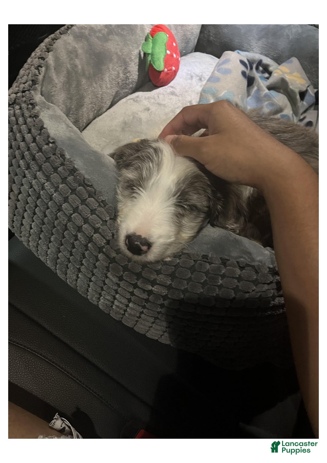 Mini Aussiedoodle dogs for sale: Mini Aussiedoodle Puppy 1 - Ad 5