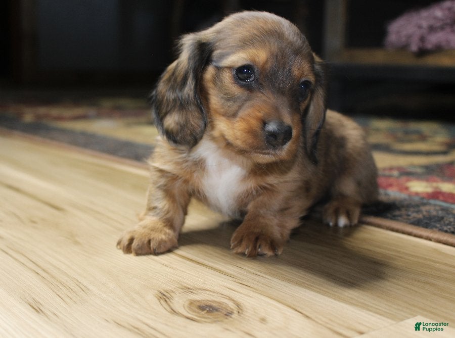 Dachshund dogs Zoe - Ad 11