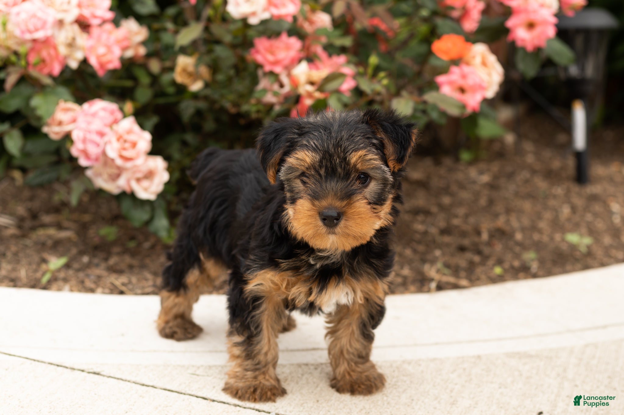 Yorkshire Terrier dogs Conquistador  - Ad 36