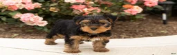 Yorkshire Terrier dogs for sale: Conquistador  - Ad 1