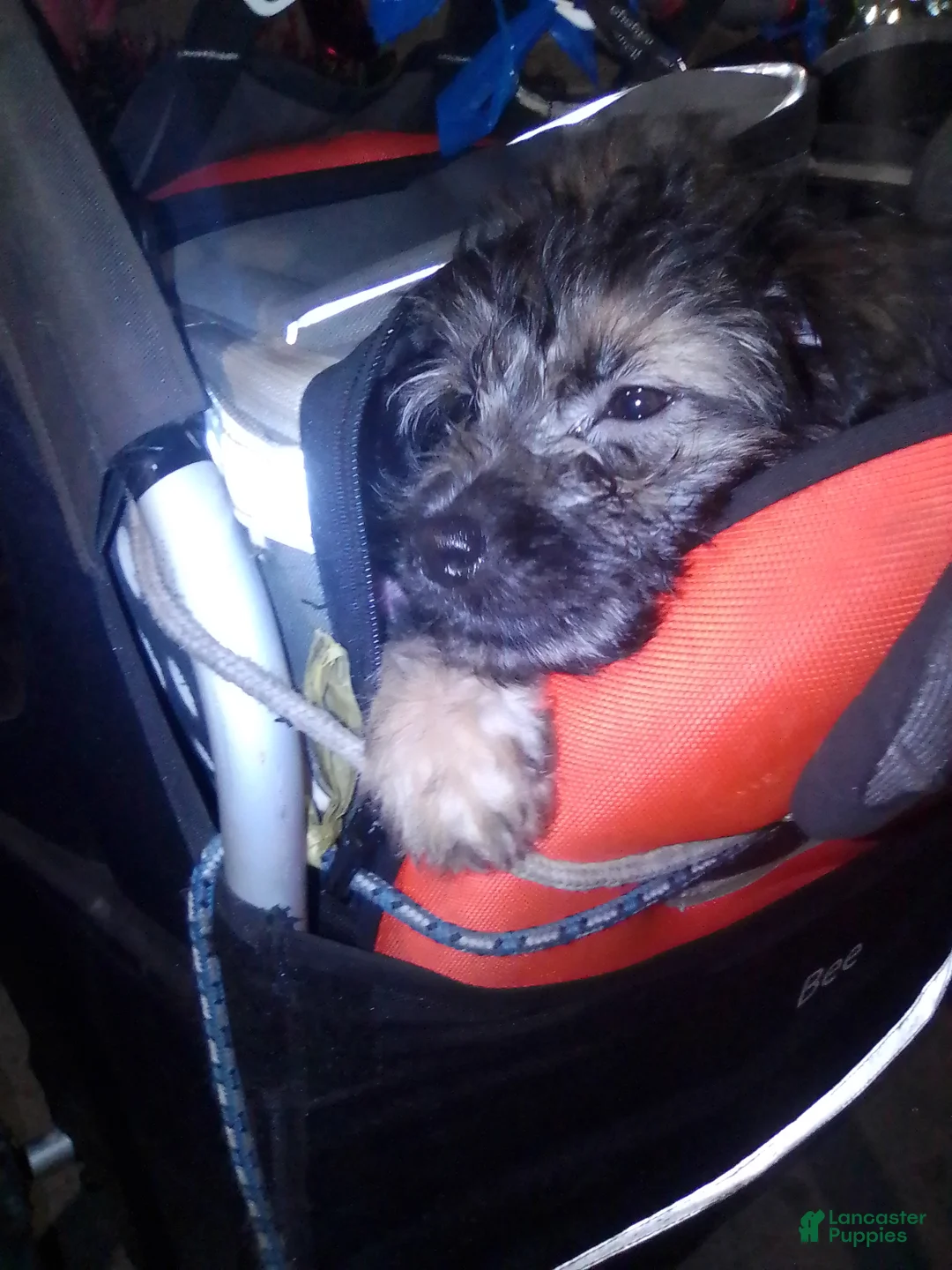 Mini Aussiedoodle dogs for sale: Mini Aussiedoodle Puppy 3 - Ad 9