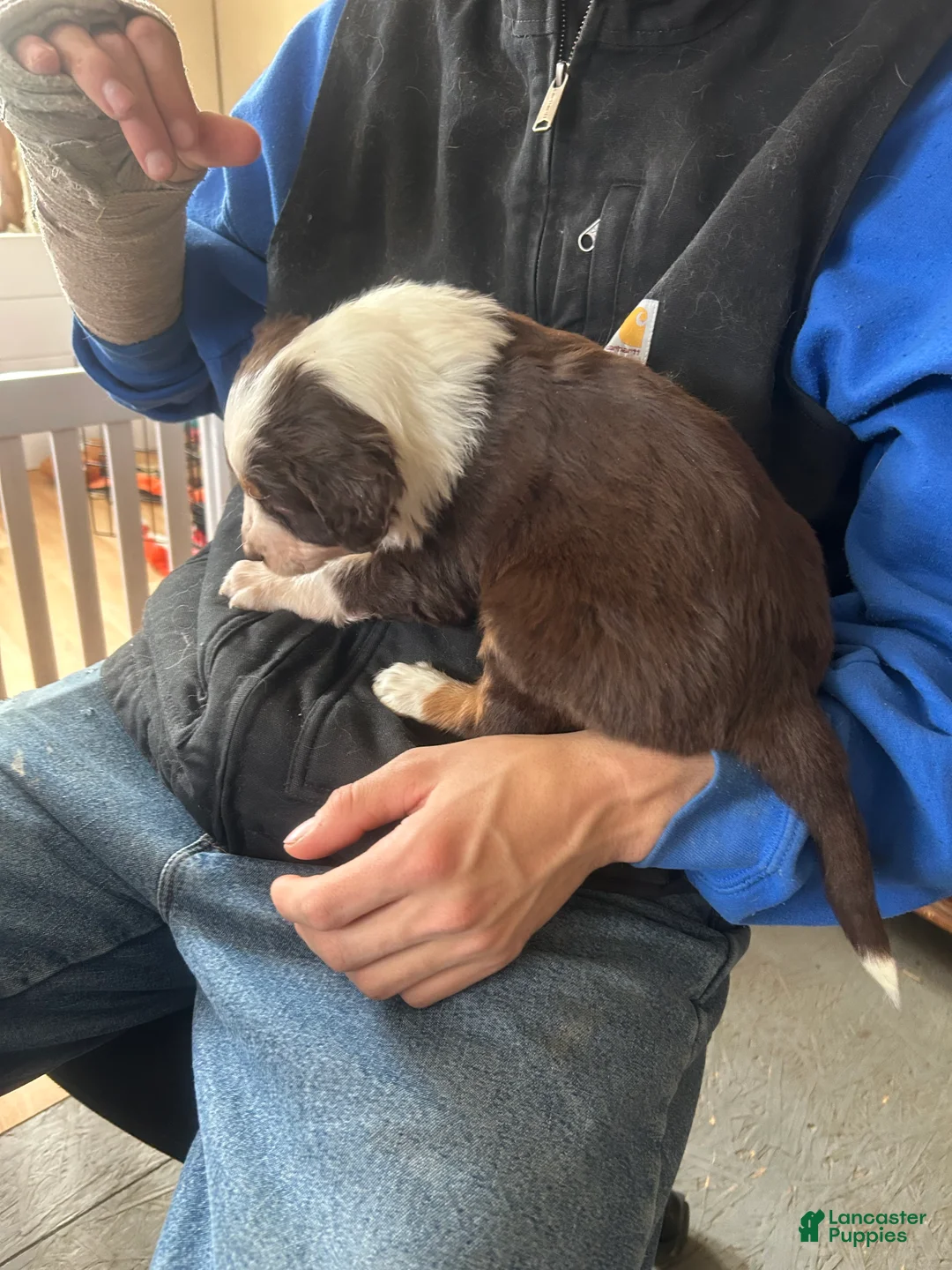 Australian Shepherd dogs for sale: Belle Star - Ad 7