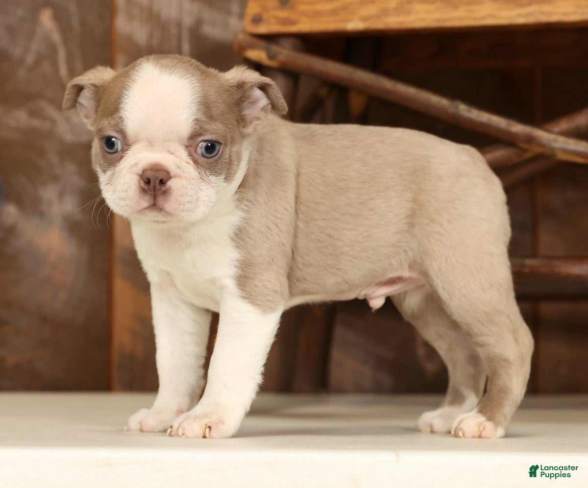 Boston Terrier dogs Rover - Ad 5