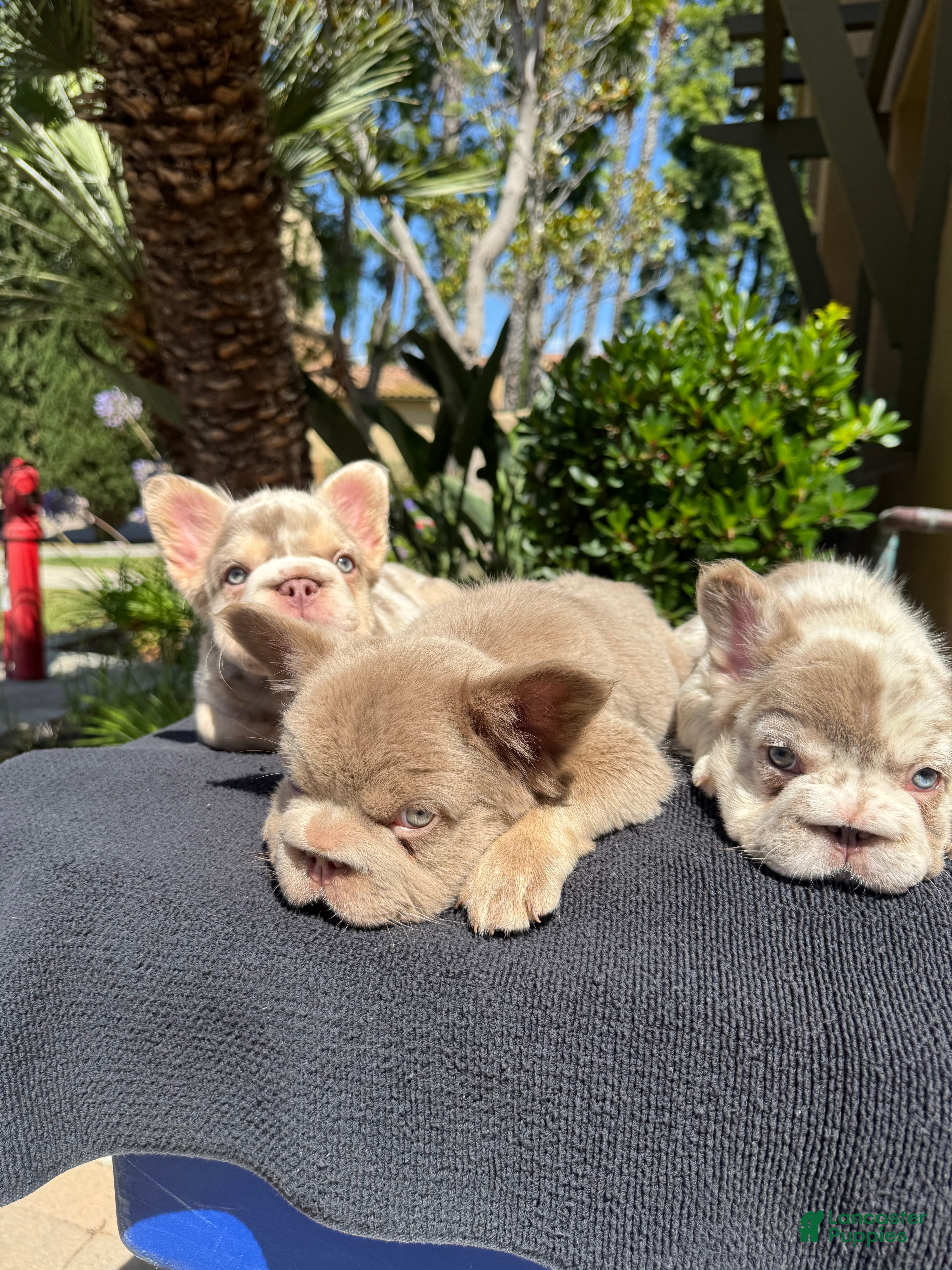 French Bulldog dogs for sale: Cherry - Ad 3