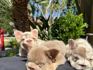 French Bulldog dogs for sale: Cherry - Ad 3