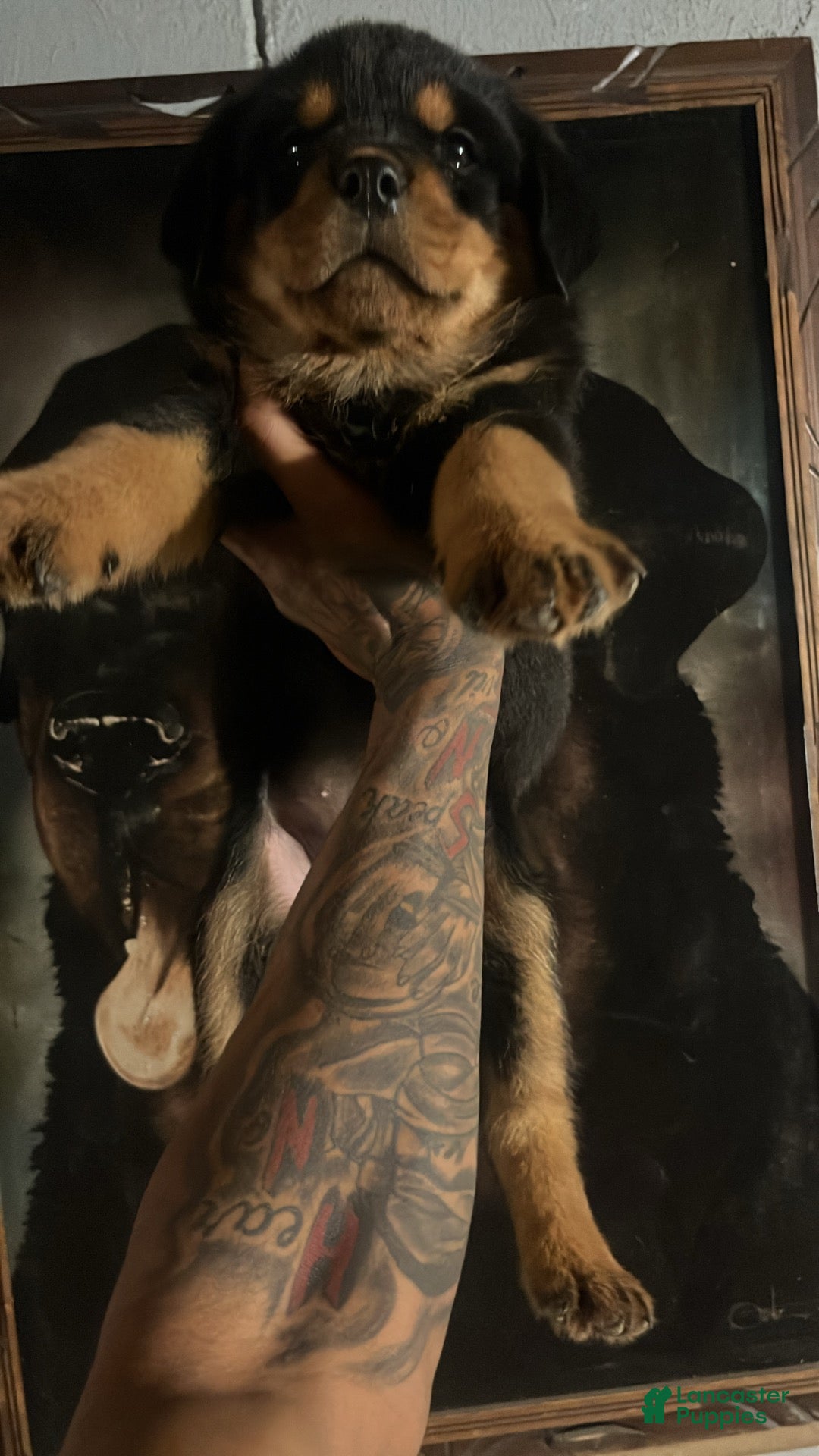 Rottweiler dogs Rottweiler 1 - Ad 20