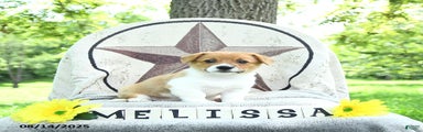 Melissa