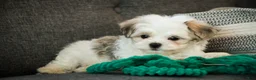 Havanese dogs for sale: Luca - Ad 6