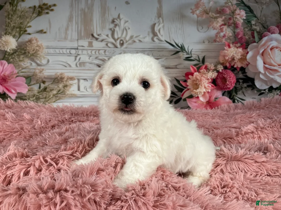 Bichon Frise dogs for sale: AKC-Nena - Ad 8