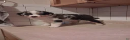 Miniature Australian Shepherd dogs for sale: Miniature Australian Shepherd 2 - Ad 3