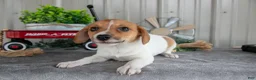 Mixed Breed dogs for sale: Sandy - Ad 1