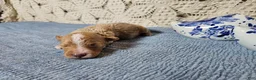 Mini Goldendoodle dogs for sale: Colonel mustard - Ad 9