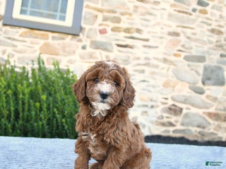 Mini Goldendoodle dogs - Ad 37