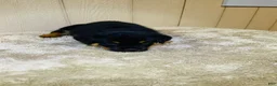 Rottweiler dogs for sale: Rottweiler 6 - Ad 4