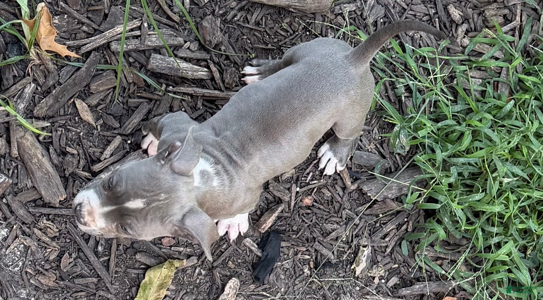 American Bully dogs American Bully 7 - Ad 22