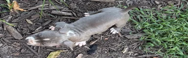American Bully 7