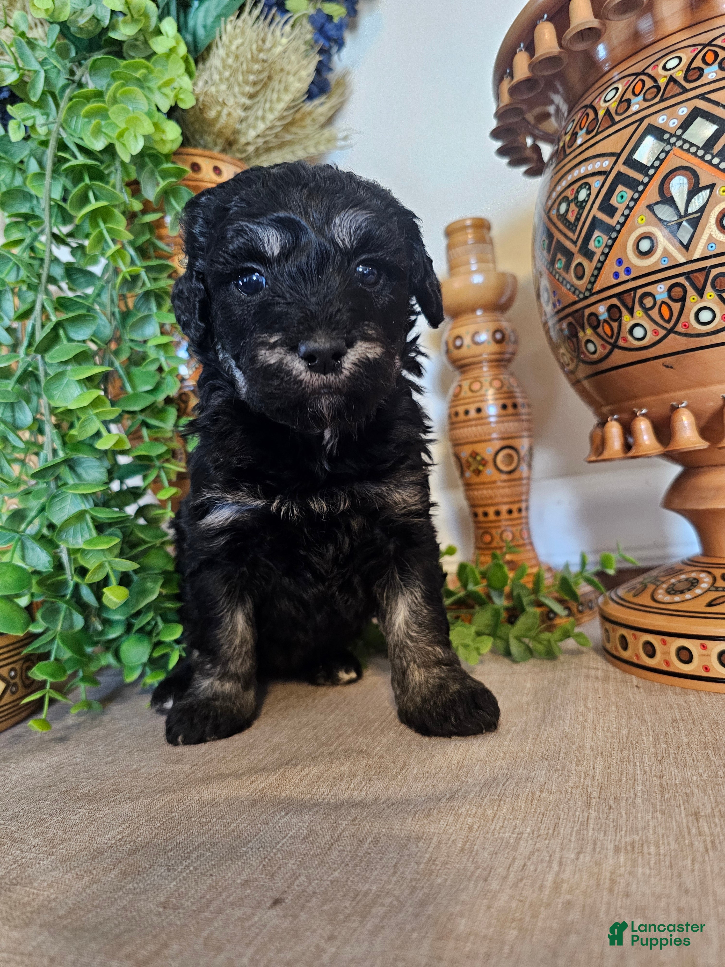 Mini Goldendoodle dogs Blossom - Ad 2