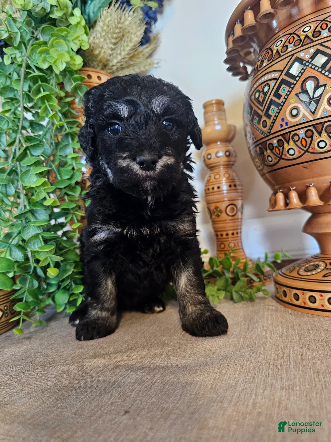 Mini Goldendoodle dogs for sale: Blossom - Ad 2