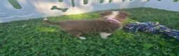 Toy Australian Shepherd dogs for sale: Girl  - Ad 3