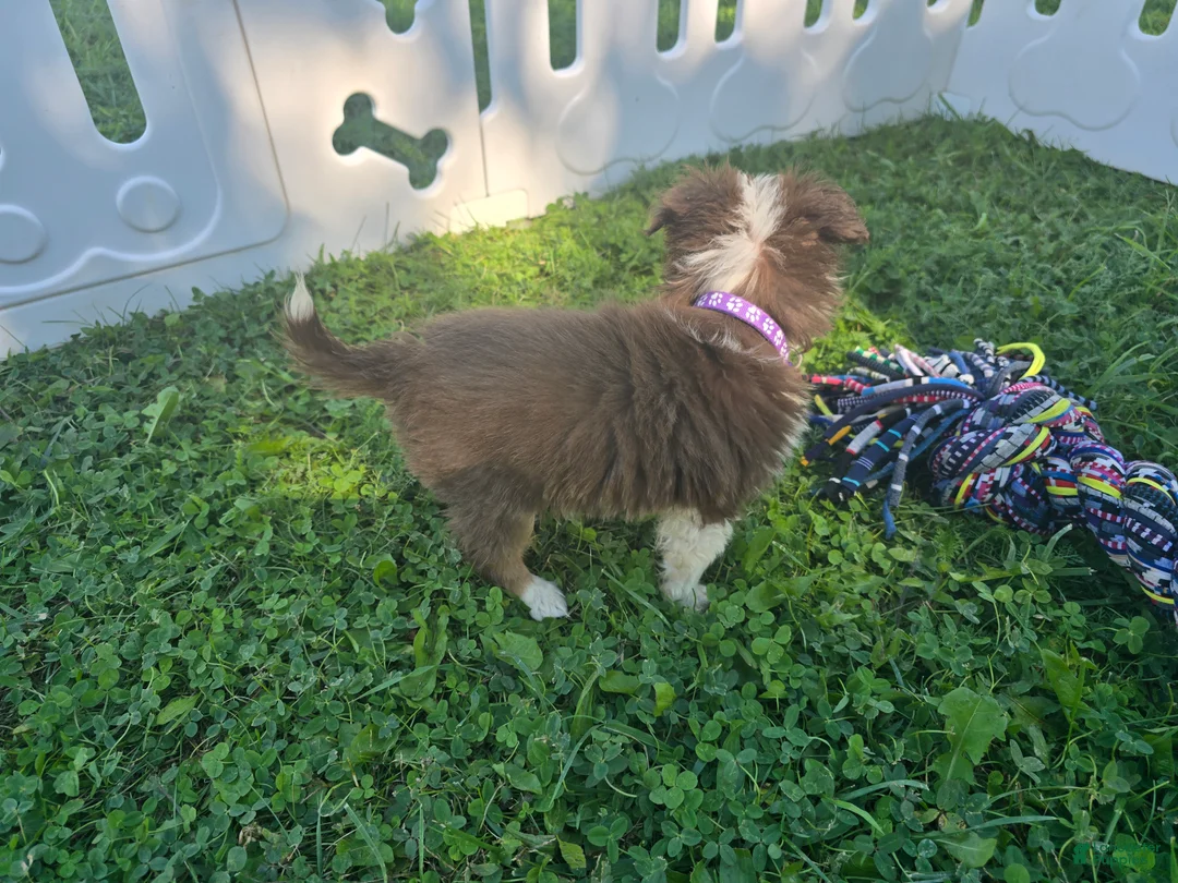 Toy Australian Shepherd dogs for sale: Girl  - Ad 3