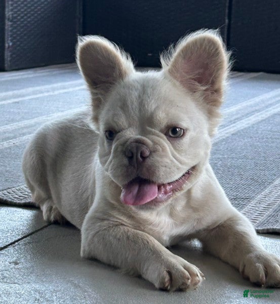 French Bulldog dogs Milo - Ad 2
