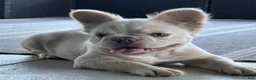 French Bulldog dogs for sale: Milo - Ad 2