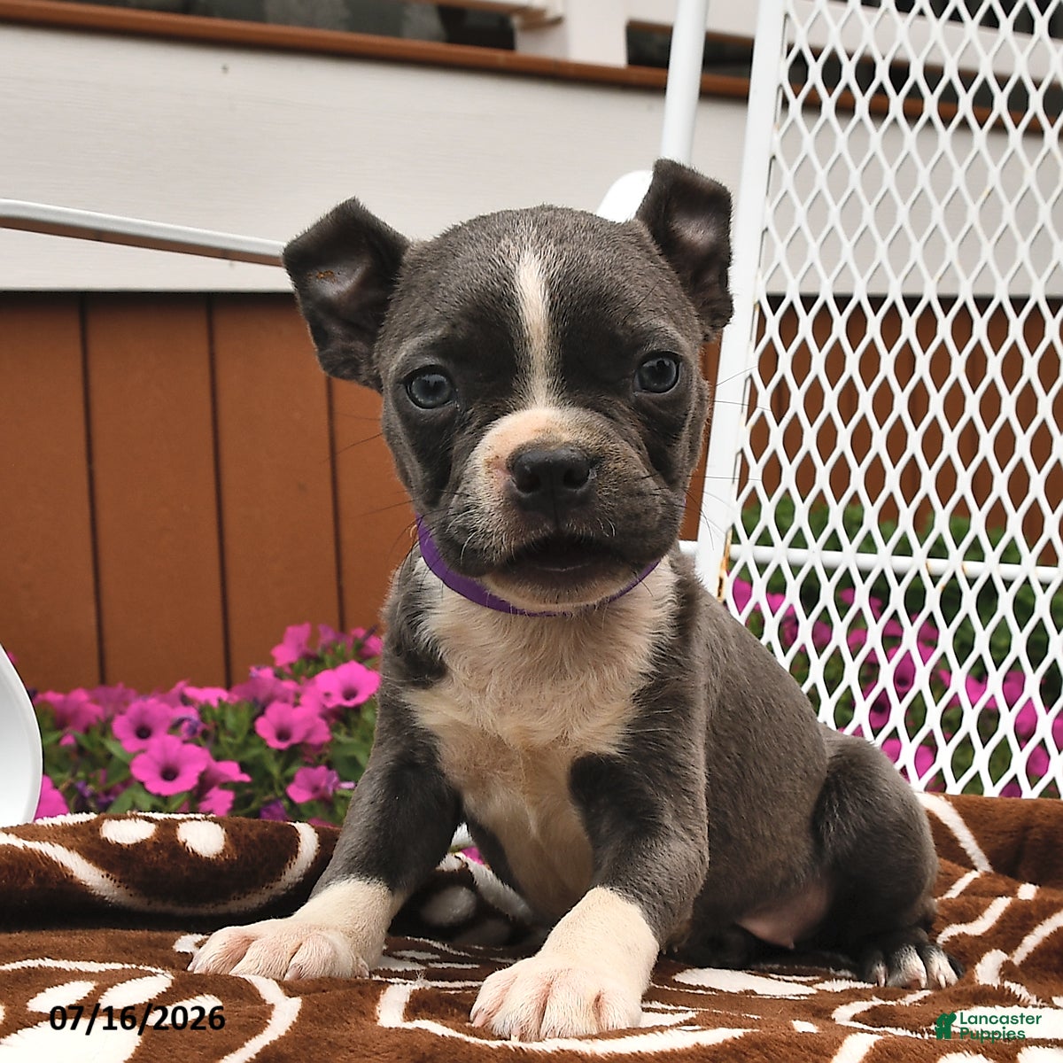 Boston Terrier dogs Luna  - Ad 2