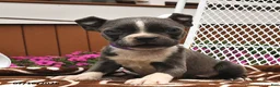 Boston Terrier dogs for sale: Luna  - Ad 2