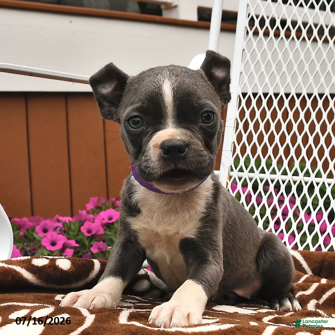 Boston Terrier dogs for sale: Luna  - Ad 2