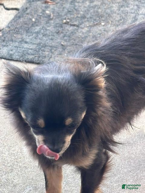 Chihuahua dogs Chihuahua 1 - Ad 2