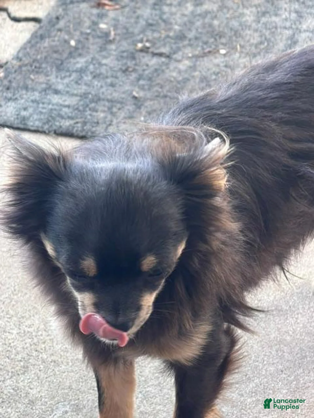 Chihuahua dogs for sale: Chihuahua 1 - Ad 2