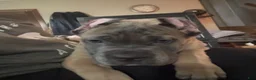 Cane Corso dogs for sale: Formentino - Ad 3