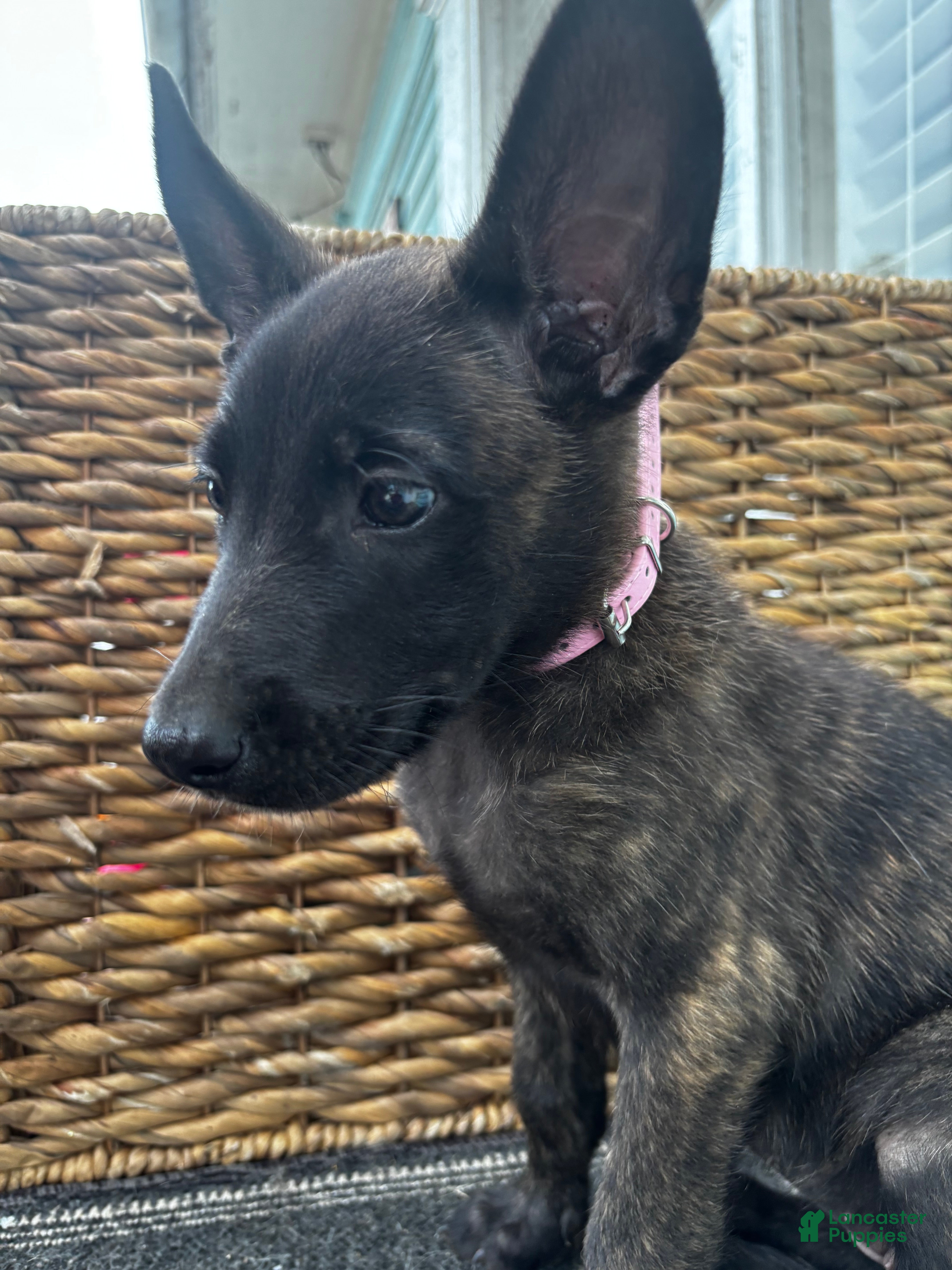 Dutch Shepherd dogs Dutch Shepherd 5 - Ad 2