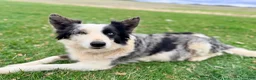 Border Collie dogs for sale: Bruno - Ad 3