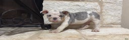 English Bulldog dogs for sale: Sweetie Pie - Ad 1