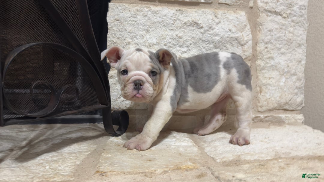 English Bulldog dogs for sale: Sweetie Pie - Ad 1