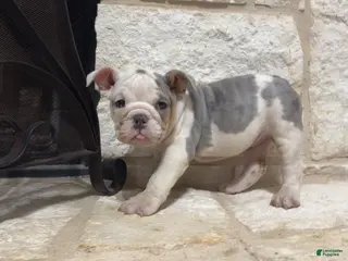 English Bulldog dogs Sweetie Pie - Ad 14