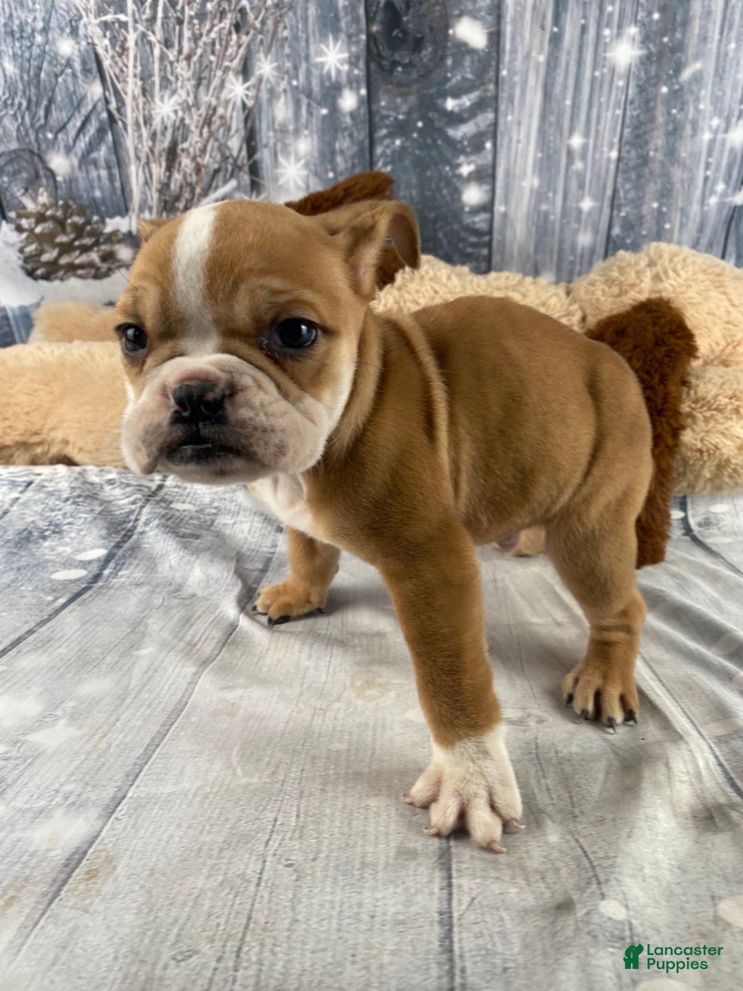 English Bulldog dogs for sale: Cody - Ad 11