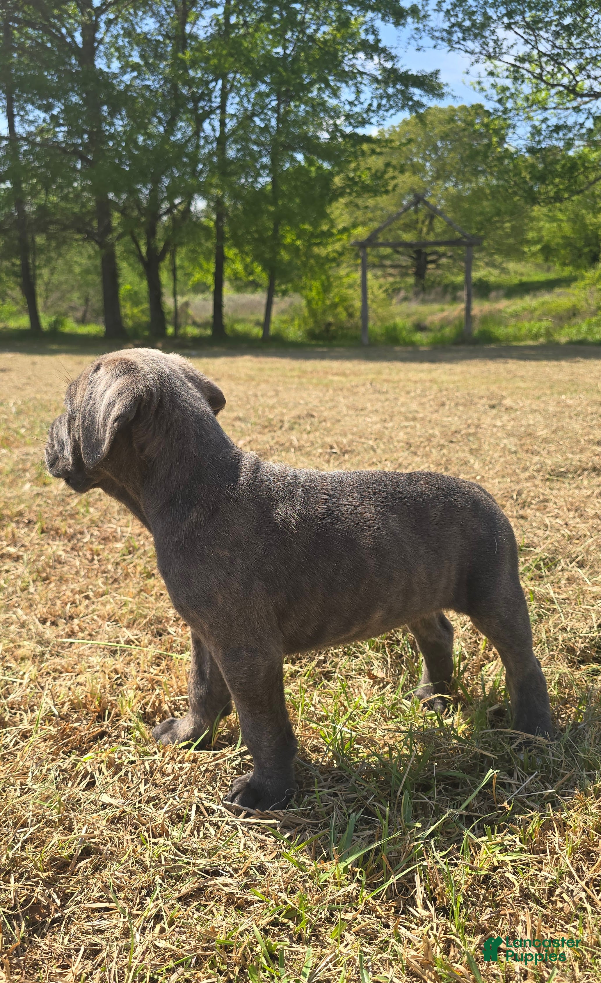 Cane Corso dogs Cane Corso Puppy 1 - Ad 2