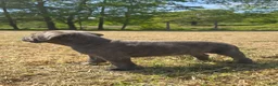 Cane Corso dogs for sale: Cane Corso Puppy 1 - Ad 2