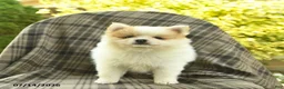 Pomeranian dogs for sale: Star  - Ad 5