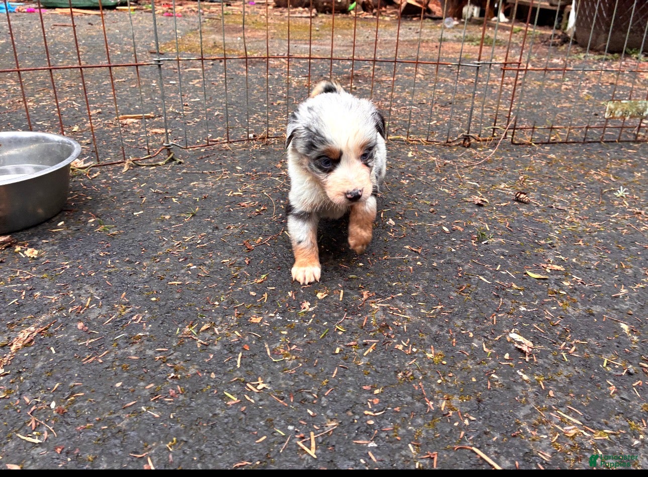 Miniature Australian Shepherd dogs Bob - Ad 2
