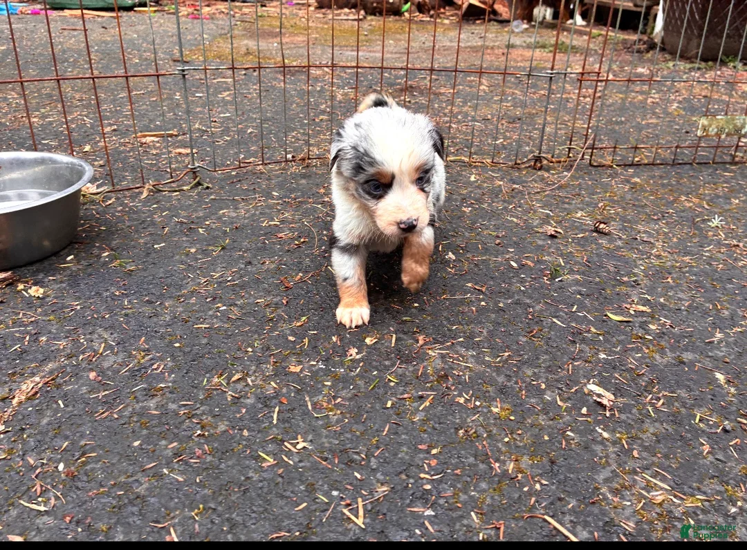 Miniature Australian Shepherd dogs for sale: Bob - Ad 1